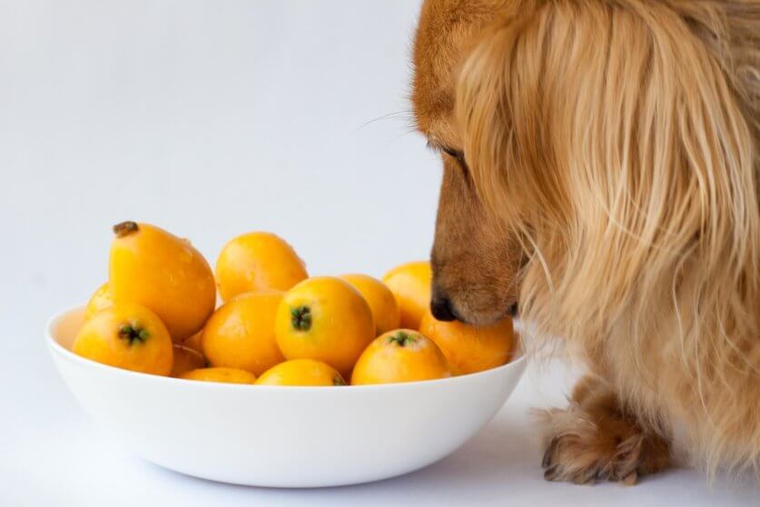 dog_fruits04