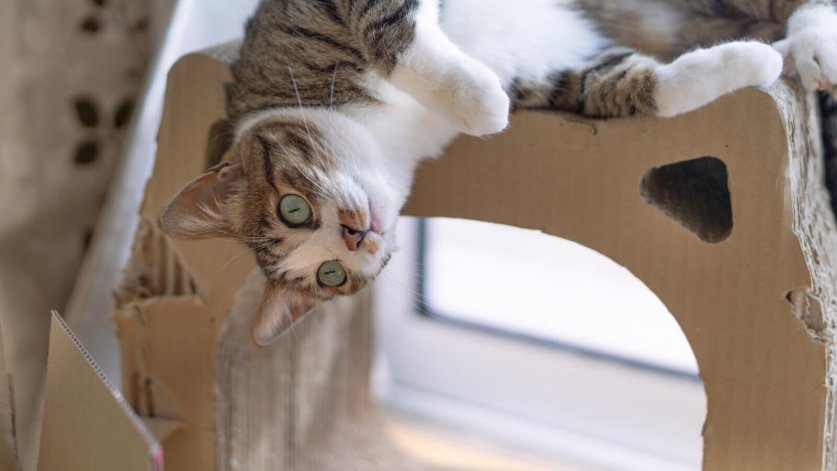 tomneko12151317_TP_V