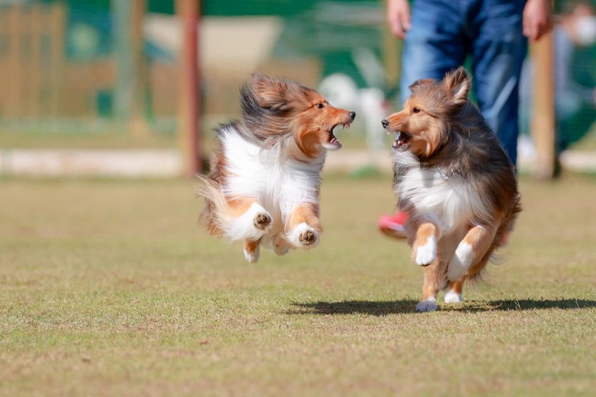 intestinal_activity04