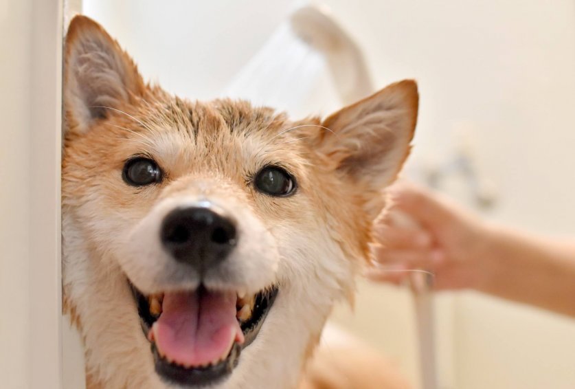 世界のヘアケア市場