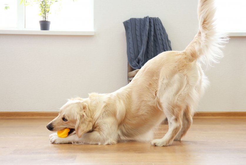Golden retriever playing with toy on the floor at home