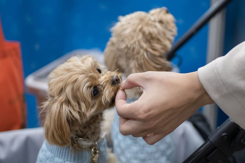 05‗interpets_tasting1