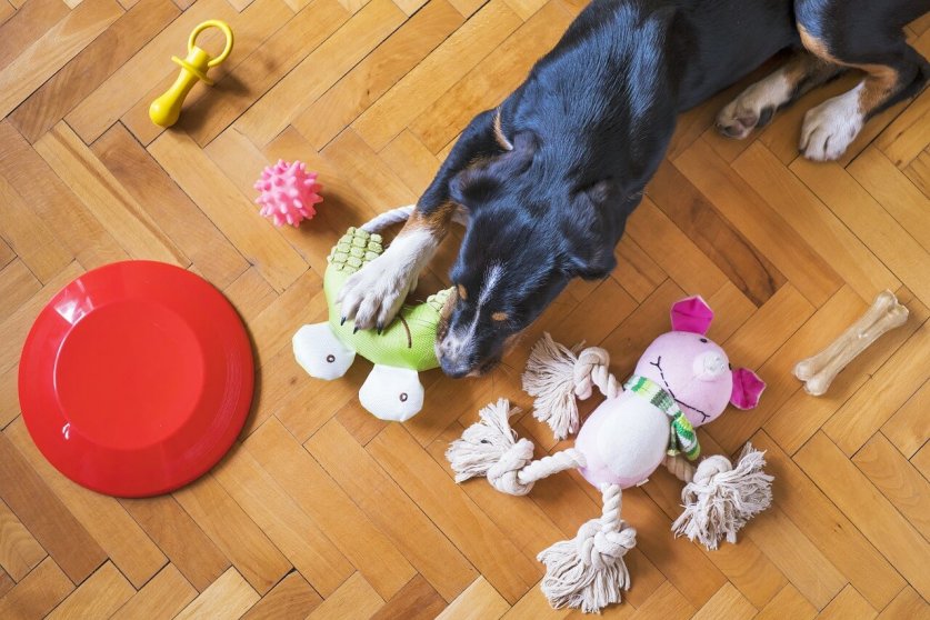 dog-toys-5175628_1280
