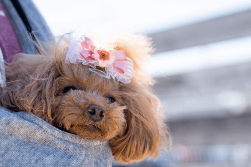 3f0c3a7175619e9d74f4ad8891cc9bf6