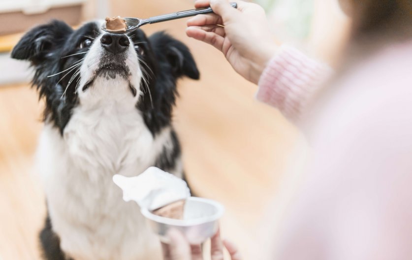 Dog owner is feeding border collie canned meat with a spoon