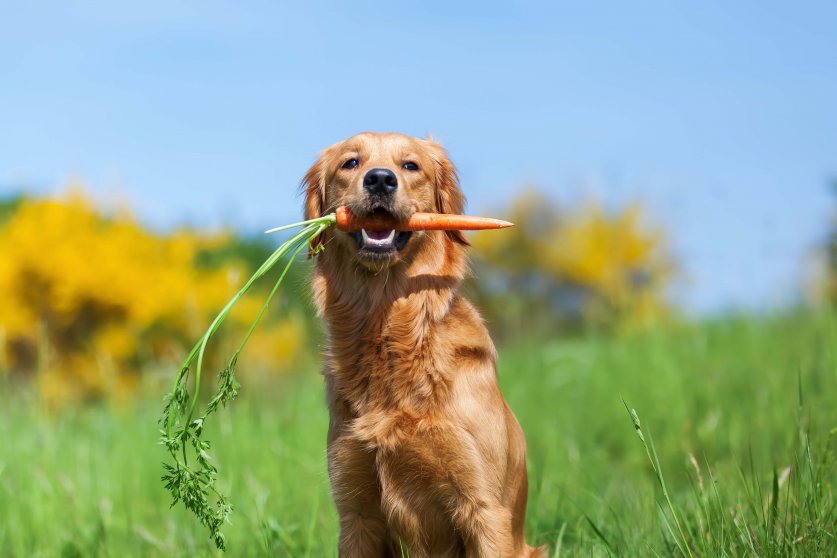 young golden retriever sitting with a carrot in the snout