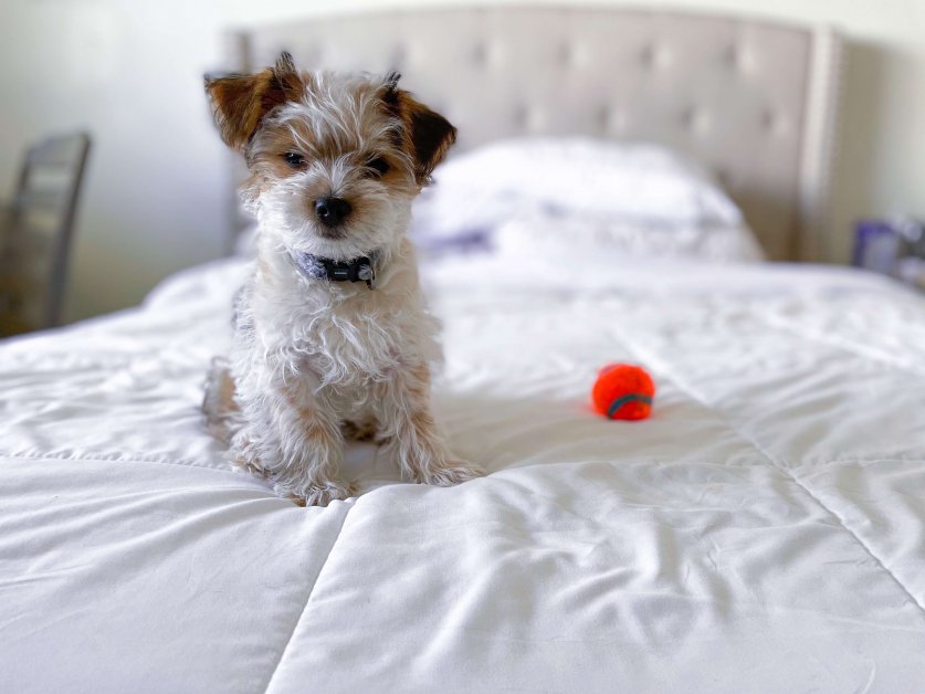 sleep_at_your_feet03