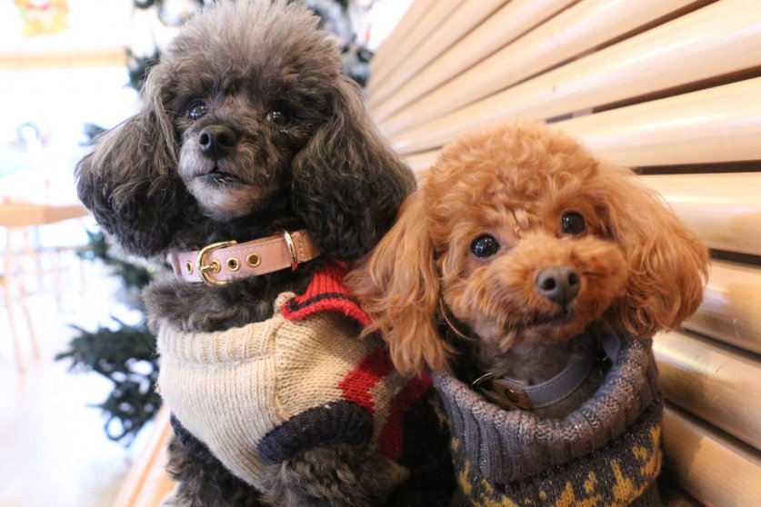 weight_loss_winter04