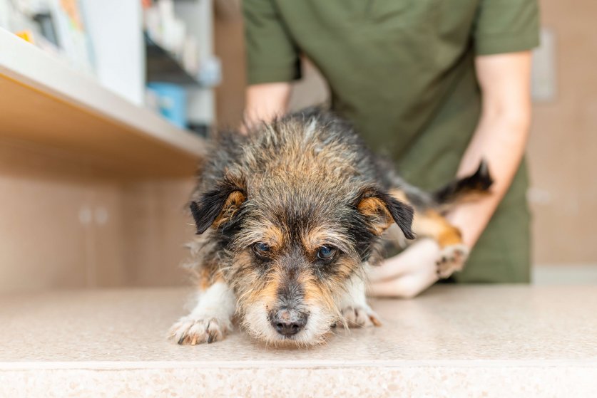 Veterinarian examining an old dog at the exam table.vet checking the health of a sick pet at the vet clinic.
